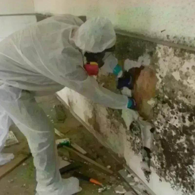 Mold Remediation and Removal in Kaneohe, HI